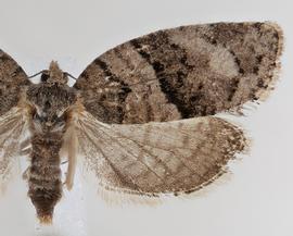  Female. © Loren Jones. Image used with permission.
